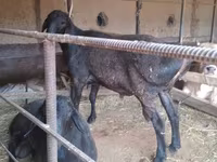گوسفند (گروه، جنسیت مشخص نشده), گوسفند — عکس 3