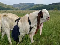 Buk, Gulabi goats — foto 3