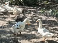 Geese — լուսանկար 5