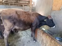 Kuh, Swiss cattle — Foto 8