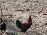 Turkeys — عکس 2