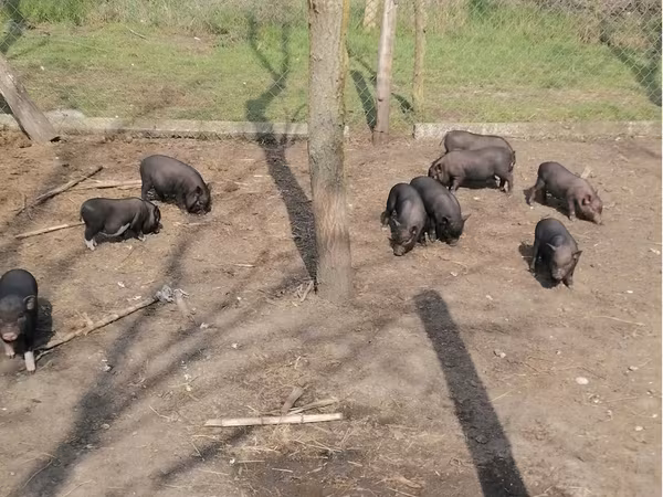 雄豚, Вьетнамская вислобрюхая