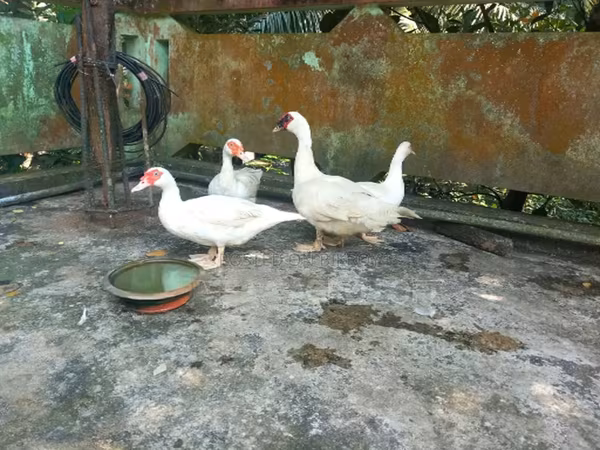 Ducks — Bangladesh