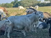 بز نر, بز — عکس 1
