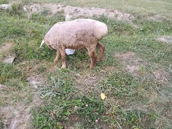 Sheep, Sheep — Kyrgyzstan