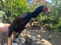 Chickens — foto 6