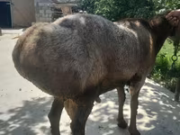Ram, Arashan sheep — foto 4