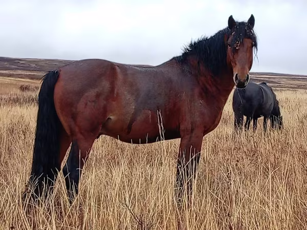 Ngựa cái, Kazakh horse