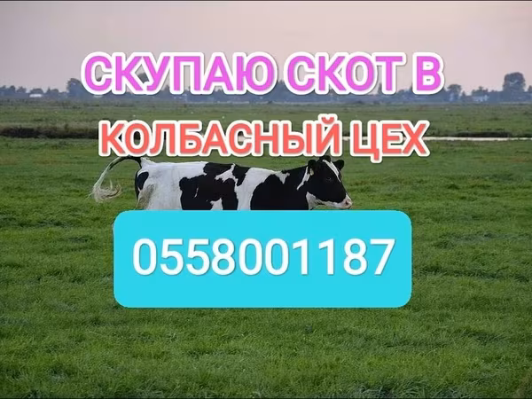 Holstein breed