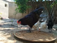 Australorp — foto 2