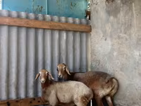 Juh, Arashan sheep — 4. fotó