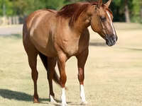Kobyła, Quarter Horse — zdjęcie 5