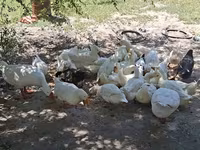 Hausente — Foto 1