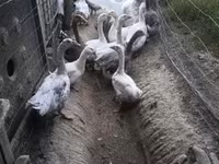 Gâscă daneză gri și gri pătată — foto 2