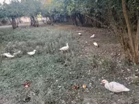 Geese — รูปภาพ 4