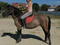 ม้าตัวเมีย, Polish pony — รูปภาพ 3