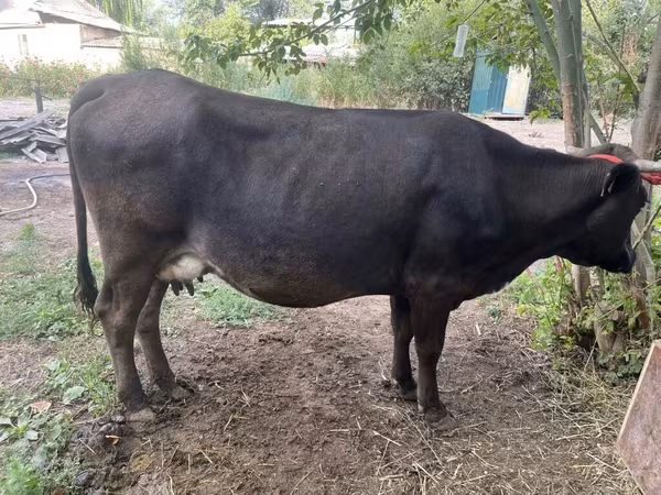 Cow, Ukrainian Brown Dairy Cattle