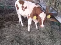 Boğa, Simmental cattle — foto 2