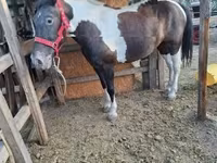 ሴት ፈረስ, Horses — ፎቶ 4
