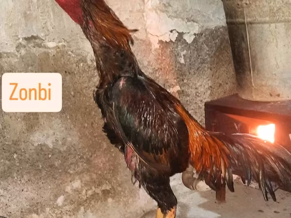 Chickens — Azerbaijan