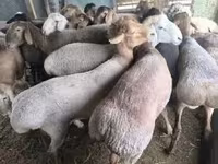 Biri-biri betina, Sheep — foto 1