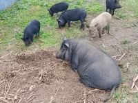 मादा सूअर, Вьетнамская вислобрюхая — फ़ोटो 8