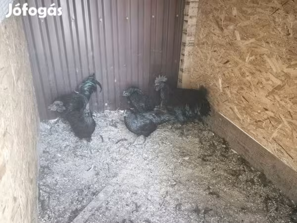 Ayam Cemani