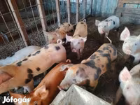 मादा सूअर, Пьетрен — फ़ोटो 2