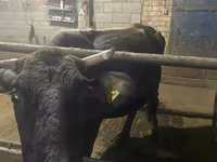 Krava, Swiss cattle — fotografija 3