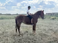 Άλογο, Kazakh horse — φωτογραφία 4