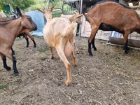 Capra, Capre — foto 4