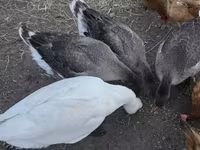 Geese — акс 1