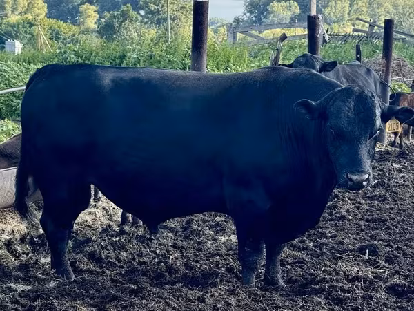 Cattle (batch, sex not specified), Aberdeen-Angus