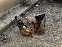 Chickens — 3. fotó