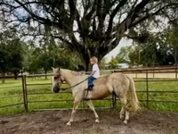 घोड़ा, Quarter Horse — फ़ोटो 8