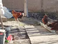 Chickens — 写真 5
