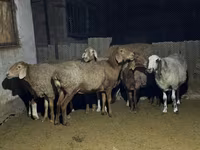 Ovce, Arashan sheep — foto 1