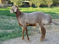 Beran, Arashan sheep — foto 1