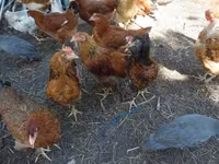 Chickens — ფოტო 3