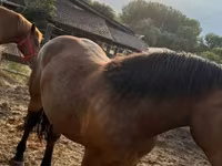 Kuda betina, Horses — foto 5