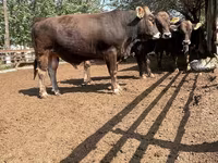 گاو و گوساله (گروه، جنسیت مشخص نشده), Swiss cattle — عکس 6
