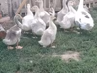 Geese — Foto 1