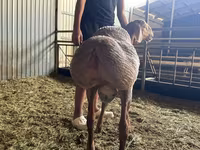 የጎትት አውራ በግ, Arashan sheep — ፎቶ 4