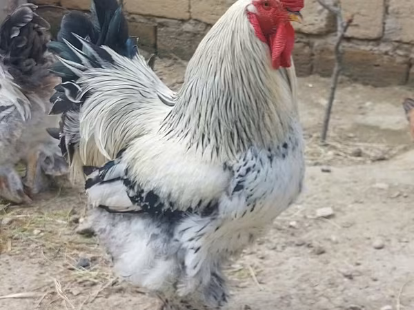 Chickens — Azerbaijan