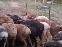 Πρόβατο, Πρόβατα — φωτογραφία 1