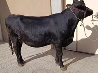 گاو ماده, آبرادین-آنگوس — عکس 3