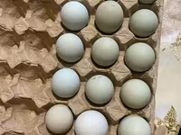 爪哇黑鸡 — 照片 3
