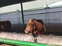 Lembu ternakan (lot, jantina tidak dinyatakan), Cattle — foto 4