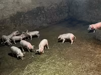 Scroafă, Porci — foto 4