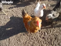 Chickens — รูปภาพ 3